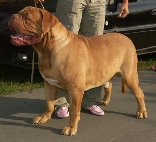 French Mastiff Puppies