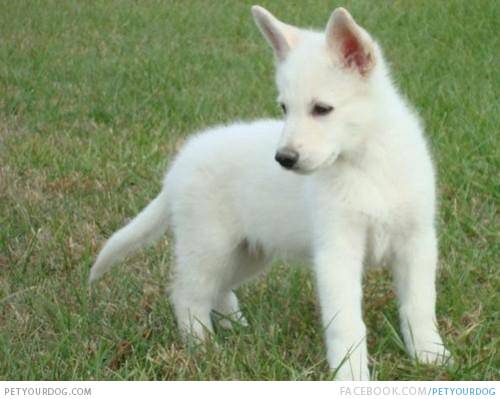 White German Shepherd breed dog