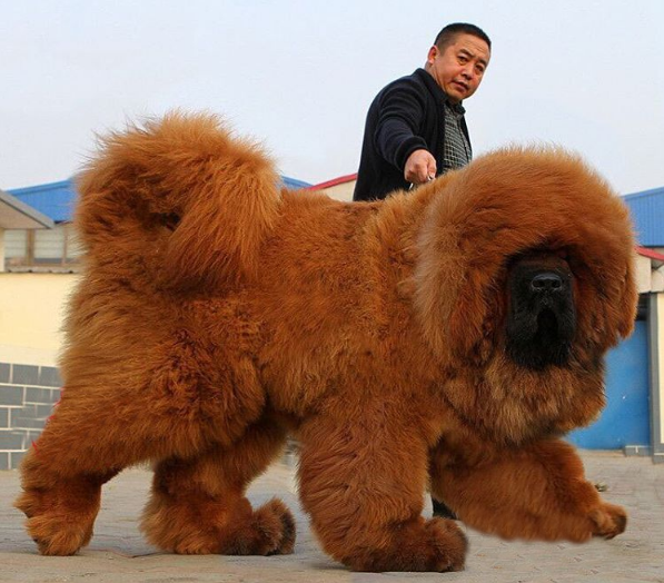 Tibetan Mastiffs