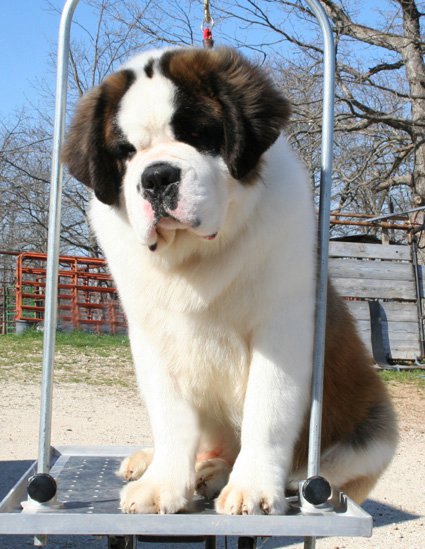 Saint Bernard Puppies