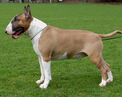 Bull Terrior breed dog