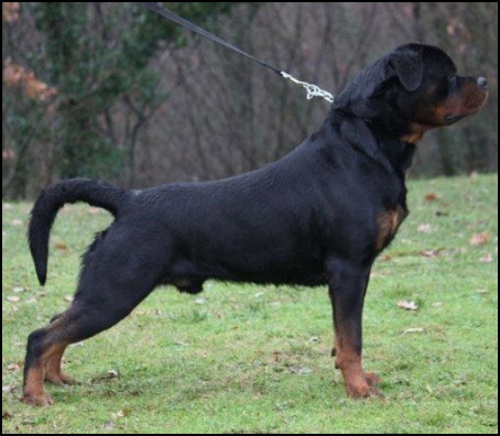 Rottweiler Puppies for Sale in Delhi NCR