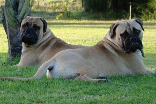 BULL MASTIFF DOG