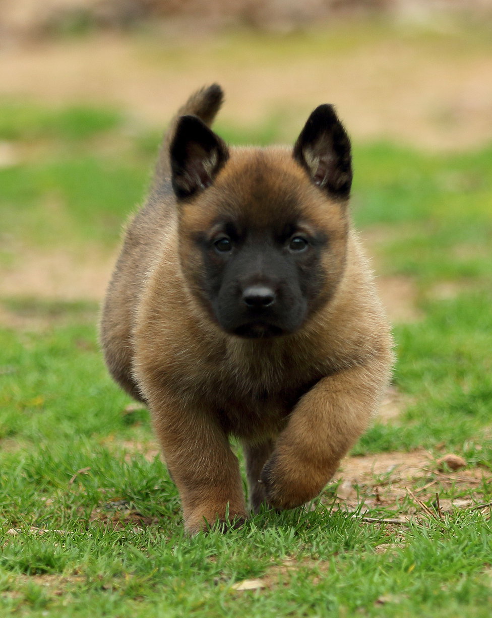 Dog for sale in Delhi