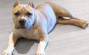 Buy American Bully