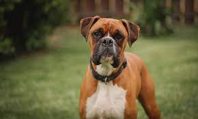 Boxer breed dog