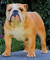 British Bulldog Puppies for Sale in Delhi NCR