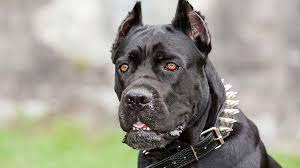 Buy Cane Corso