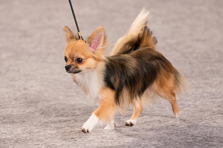 Chihuahua Puppies for Sale