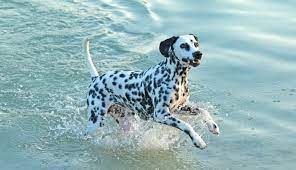 Dalmatian breed dog