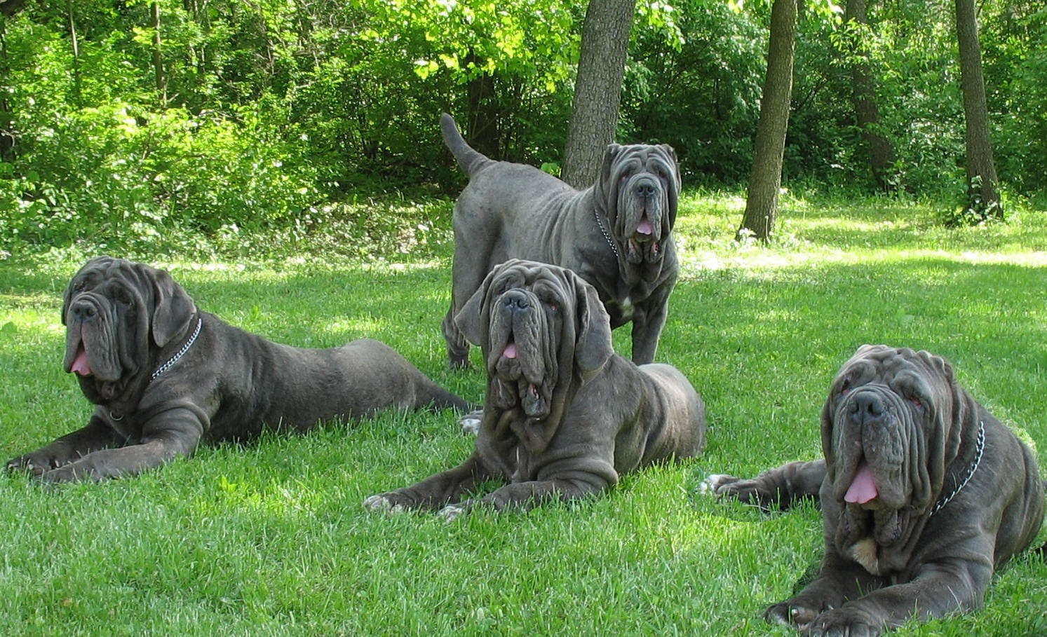 Neapolitan Mastiff Puppies