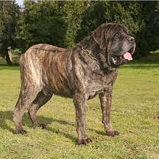 English Mastiffr breed dog