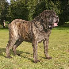 English Mastiff dog