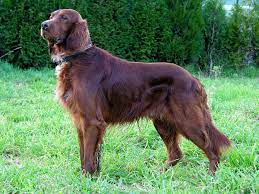 Irish Setter dog