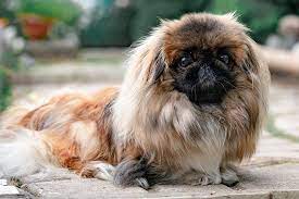 Dog for sale in Delhi