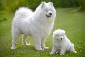 Samoyed breed dog