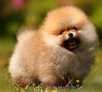 Toy Pomeranian for Sale