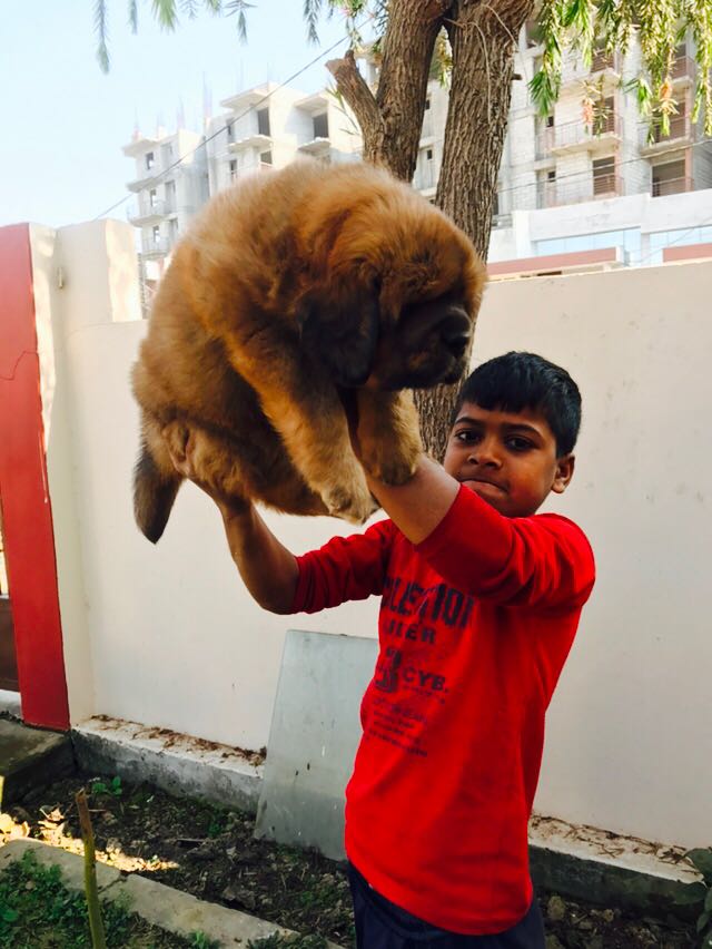 Best pet shop in delhi