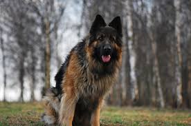 german-Shepherd-Puppies-for-Sale-in-Delhi-NCR