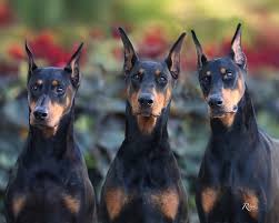 Doberman breed dog