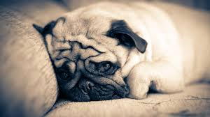 Pug Puppies for Sale