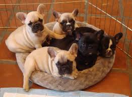 Buy Popular dog breeds in India