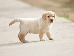 Buy Labrador Retriever