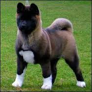 Akita breed dog