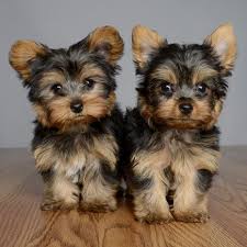 Yorkshire Terrier Puppies for Sale in Delhi NCR