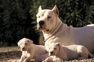 Argentino Dog  Puppies