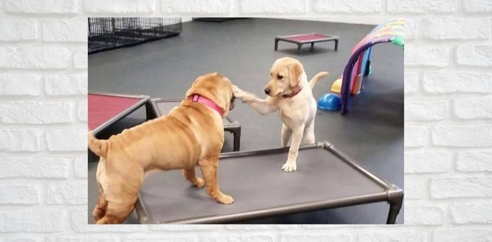 Pet Boarding & Day Care